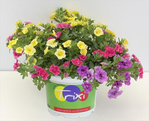 Photos von Blumenvarianten benutzt als: Topf, Beet, Terrasse 3 Combo Trixi® MiniFamous® Double Early Petticoat13