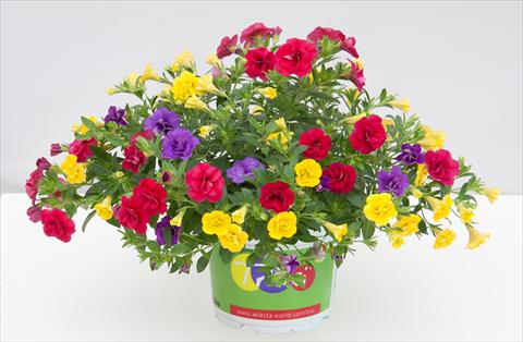 Photos von Blumenvarianten benutzt als: Topf, Beet, Terrasse 3 Combo Trixi® MiniFamous® Double Hot Petticoat