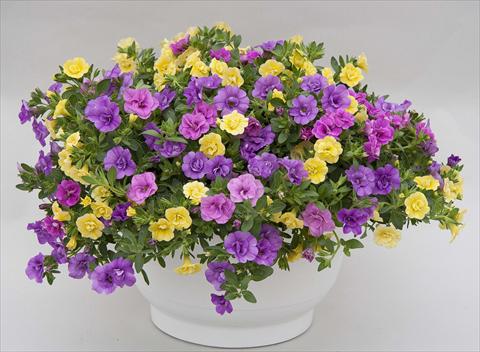 Photos von Blumenvarianten benutzt als: Topf, Beet, Terrasse 3 Combo Trixi® MiniFamous® Double Petticoat