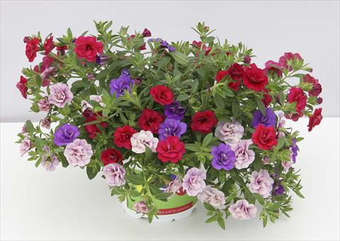 Photos von Blumenvarianten benutzt als: Topf, Beet, Terrasse 3 Combo Trixi® MiniFamous® Double Sweet Petticoat