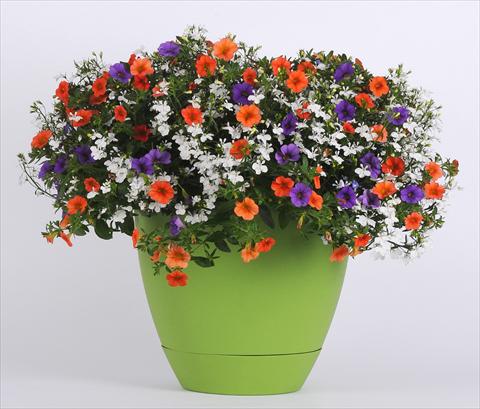 Photos von Blumenvarianten benutzt als: Topf, Beet, Terrasse 3 Combo Trixi® Spring Valley