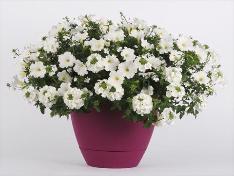 Photos von Blumenvarianten benutzt als: Topf, Beet, Terrasse 3 Combo Trixi® White Pearl