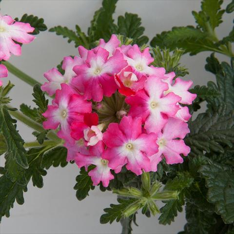 Photos von Blumenvarianten benutzt als: Topf, Terrasse, Ampel. Verbena Bebop Dark Pink