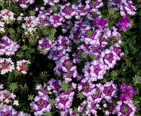 Photos von Blumenvarianten benutzt als: Topf, Terrasse, Ampel. Verbena Bebop Dark Violet