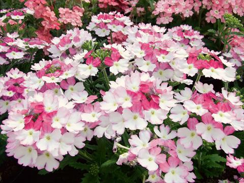 Photos von Blumenvarianten benutzt als: Topf, Terrasse, Ampel. Verbena Bebop Pink
