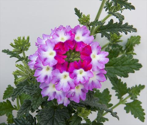 Photos von Blumenvarianten benutzt als: Topf, Terrasse, Ampel. Verbena Bebop Violet
