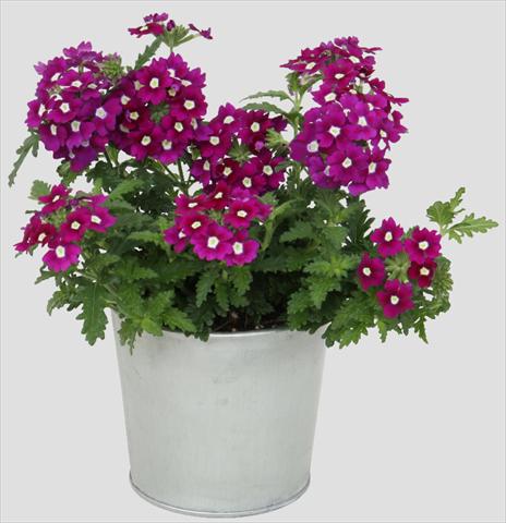 Photos von Blumenvarianten benutzt als: Topf, Terrasse, Ampel. Verbena Blues Dark Purple