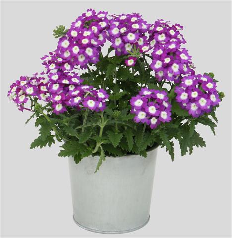 Photos von Blumenvarianten benutzt als: Topf, Terrasse, Ampel. Verbena Blues Dark Violet