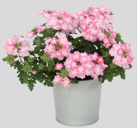 Photos von Blumenvarianten benutzt als: Topf, Terrasse, Ampel. Verbena Blues Light Pink