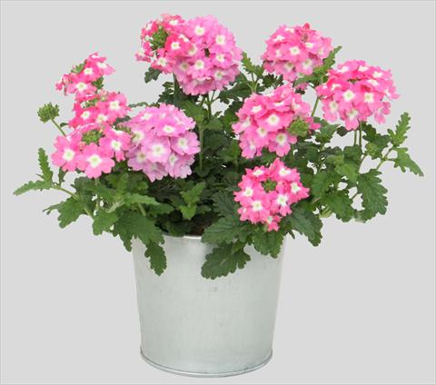 Photos von Blumenvarianten benutzt als: Topf, Terrasse, Ampel. Verbena Blues Pink