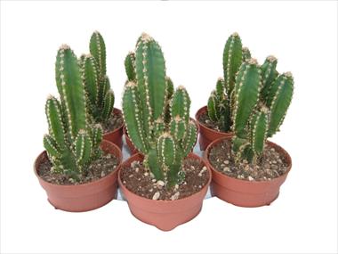 Photos von Blumenvarianten benutzt als: Topf Cactus Cereus floridiano