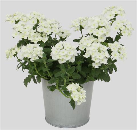 Photos von Blumenvarianten benutzt als: Topf, Terrasse, Ampel. Verbena Blues White