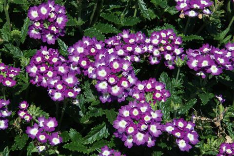 Photos von Blumenvarianten benutzt als: Topf, Terrasse, Ampel. Verbena Lascar® Big Eye Violet evol
