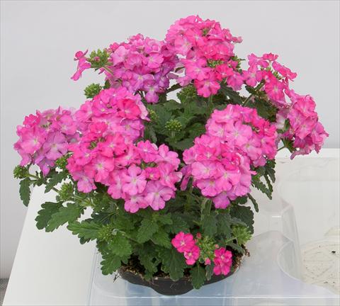 Photos von Blumenvarianten benutzt als: Topf, Terrasse, Ampel. Verbena Pop Dark Pink