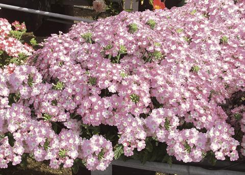 Photos von Blumenvarianten benutzt als: Topf, Terrasse, Ampel. Verbena Pop Light Pink
