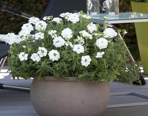 Photos von Blumenvarianten benutzt als: Topf, Terrasse, Ampel. Verbena Pop White