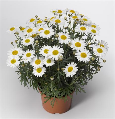 Photos von Blumenvarianten benutzt als: Topf und Beet Argyranthemum frutescens Sassy 