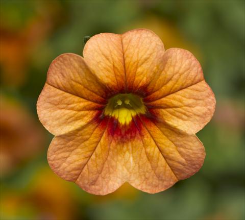 Photos von Blumenvarianten benutzt als: Topf, Beet, Terrasse, Ampel Calibrachoa Callie® Apricot