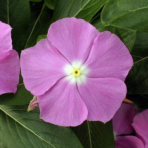 Photos von Blumenvarianten benutzt als: Topf, Beet, Terrasse Catharanthus roseus - Vinca Vitesse Lavender
