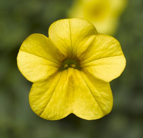 Photos von Blumenvarianten benutzt als: Topf, Beet, Terrasse, Ampel Calibrachoa Callie® Bright Yellow