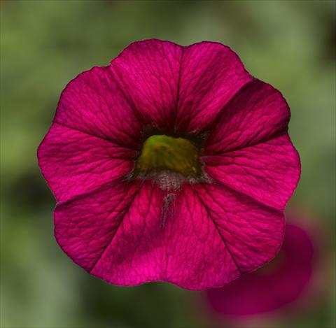 Photos von Blumenvarianten benutzt als: Topf, Beet, Terrasse, Ampel Calibrachoa Callie® Burgundy