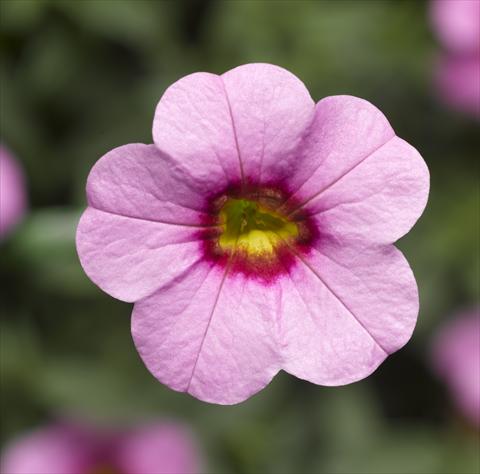 Photos von Blumenvarianten benutzt als: Topf, Beet, Terrasse, Ampel Calibrachoa Callie® Pink with Red Eye
