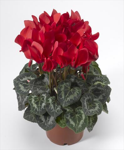 Photos von Blumenvarianten benutzt als: Ampel/Topf Cyclamen persicum Laser Synchro Scarlet Imp