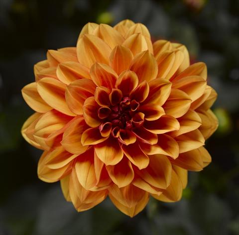 Photos von Blumenvarianten benutzt als: Topf und Beet Dahlia x hybrida Grandalia Orange