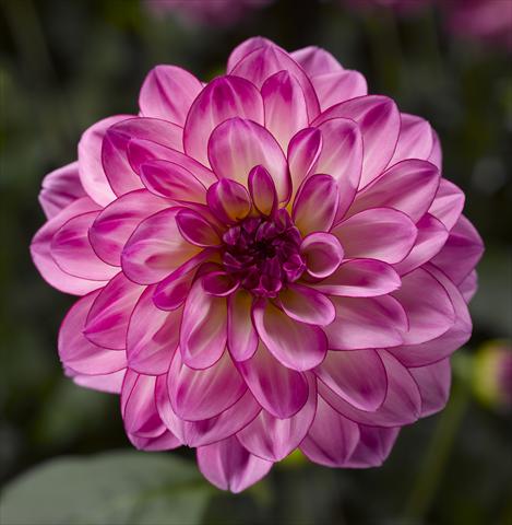 Photos von Blumenvarianten benutzt als: Topf und Beet Dahlia x hybrida Grandalia Pink