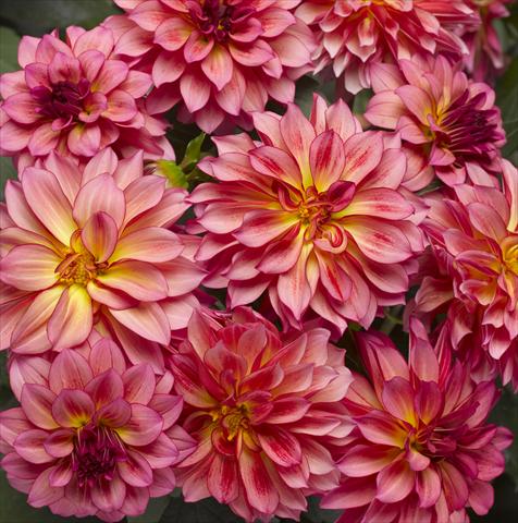 Photos von Blumenvarianten benutzt als: Topf und Beet Dahlia x hybrida Grandalia Sunrise