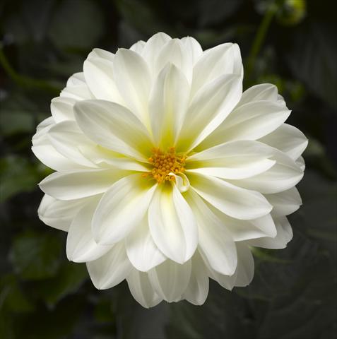 Photos von Blumenvarianten benutzt als: Topf und Beet Dahlia x hybrida Grandalia White