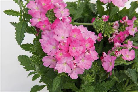 Photos von Blumenvarianten benutzt als: Topf, Terrasse, Ampel. Verbena Lascar® Pink evol