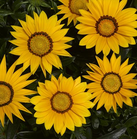 Photos von Blumenvarianten benutzt als: Beet- / Rabattenpflanze Gazania rigens Big Kiss Yellow