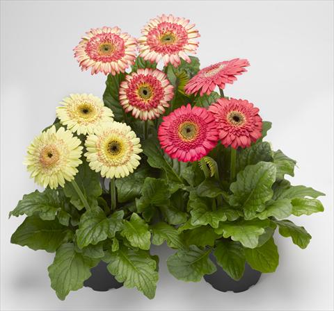 Photos von Blumenvarianten benutzt als: Topf Gerbera jamesonii Cartwheel® Strawberry Twist