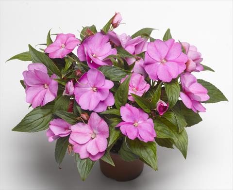 Photos von Blumenvarianten benutzt als: Topf, Beet, Terrasse, Ampel Impatiens N. Guinea Florific™ Lavender
