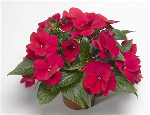 Photos von Blumenvarianten benutzt als: Topf, Beet, Terrasse, Ampel Impatiens N. Guinea Florific™ Red