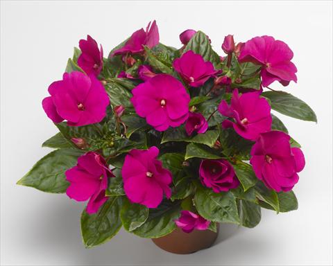 Photos von Blumenvarianten benutzt als: Topf, Beet, Terrasse, Ampel Impatiens N. Guinea Florific™ Violet