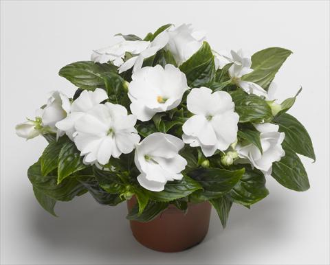 Photos von Blumenvarianten benutzt als: Topf, Beet, Terrasse, Ampel Impatiens N. Guinea Florific™ White