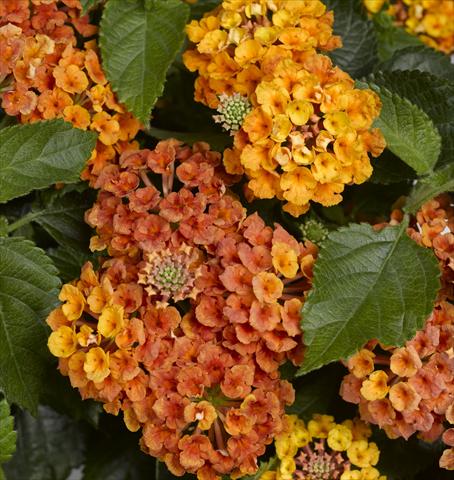 Photos von Blumenvarianten benutzt als: Topf, Beet, Terrasse Lantana camara Bandana® Orange