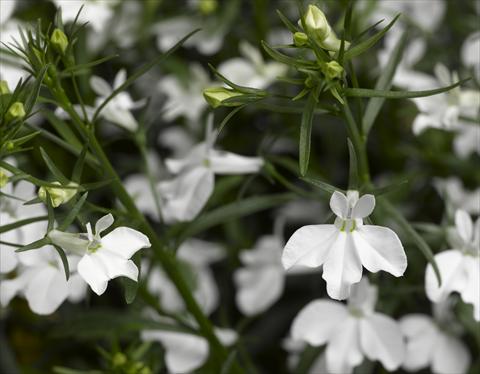 Photos von Blumenvarianten benutzt als: Topf, Beet, Terrasse, Ampel Lobelia erinus Techno White Imp