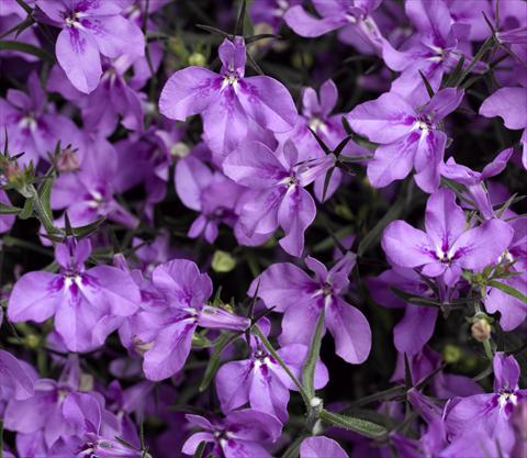 Photos von Blumenvarianten benutzt als: Topf, Beet, Terrasse, Ampel Lobelia erinus Techno-Up Purple