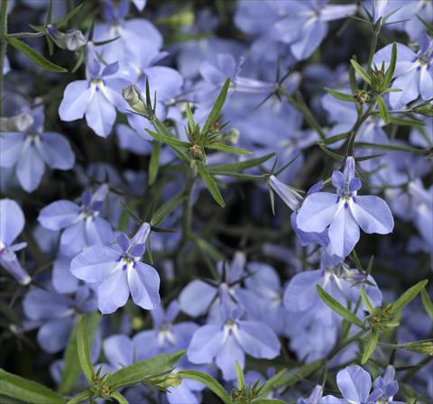 Photos von Blumenvarianten benutzt als: Topf, Beet, Terrasse, Ampel Lobelia erinus Techno-Up Sky Blue