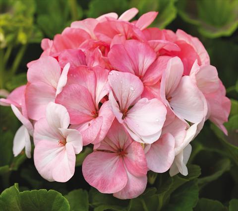 Photos von Blumenvarianten benutzt als: Topf, Beet, Terrasse Pelargonium zonale Pinto Premium White to Rose