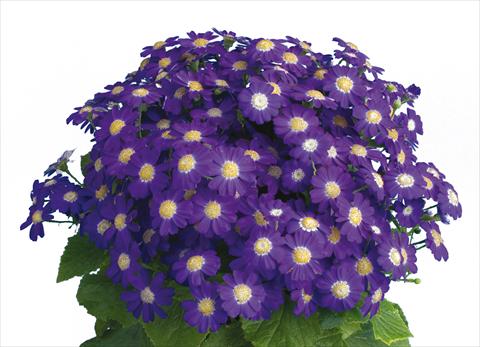 Photos von Blumenvarianten benutzt als: Topf und Beet Pericallis cruenta Venezia Blue Imp