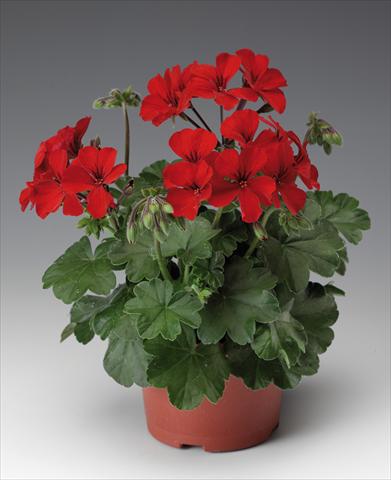 Photos von Blumenvarianten benutzt als: Terrasse, Topf Pelargonium interspecifico Caliente® 