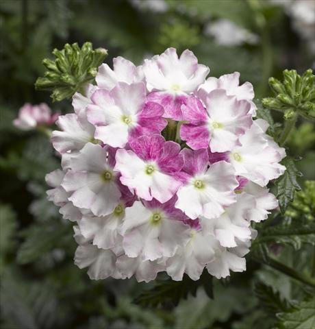 Photos von Blumenvarianten benutzt als: Topf, Terrasse, Ampel. Verbena Lanai® Twister 2.0 Mauve