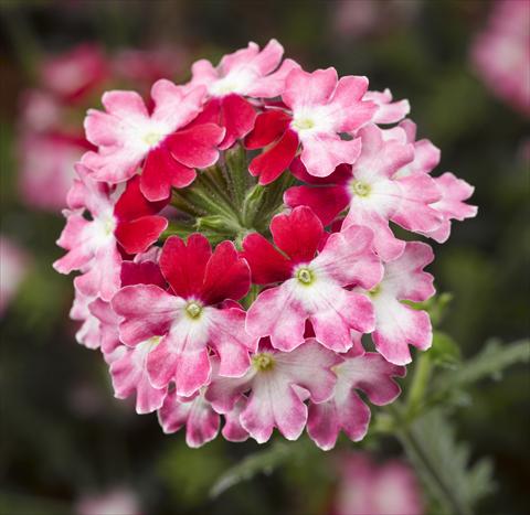 Photos von Blumenvarianten benutzt als: Topf, Terrasse, Ampel. Verbena Lanai® Twister 2.0 Red