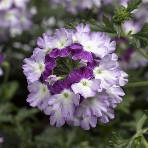 Photos von Blumenvarianten benutzt als: Topf, Terrasse, Ampel. Verbena Lanai® Twister 2.0 Violet