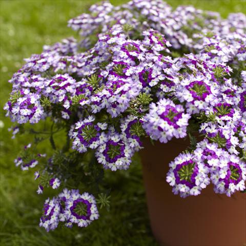 Photos von Blumenvarianten benutzt als: Topf, Terrasse, Ampel. Verbena Lanai® Twister Blue Imp