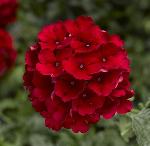 Photos von Blumenvarianten benutzt als: Topf, Terrasse, Ampel. Verbena Magelana Red Imp